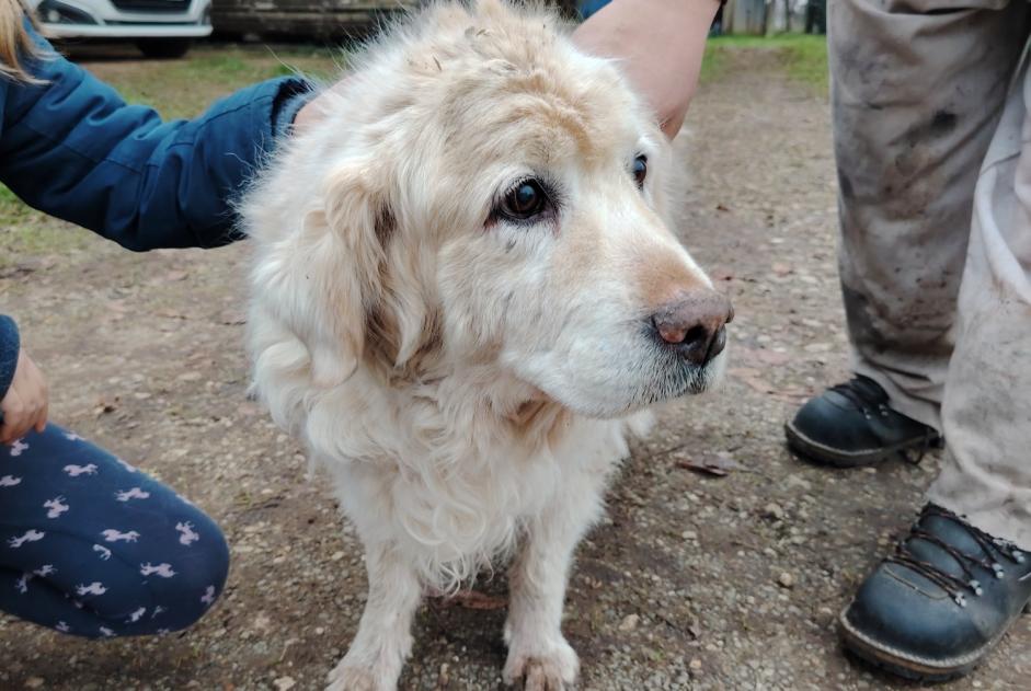 Discovery alert Dog  Male Chey France