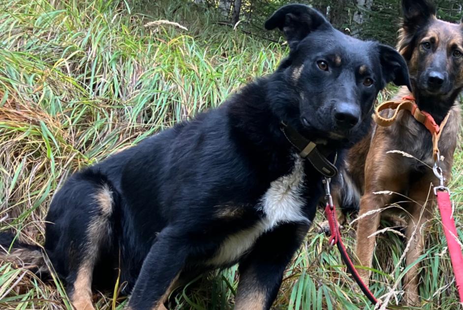 Disappearance alert Dog miscegenation  Male , 2 years Châteauroux-les-Alpes France