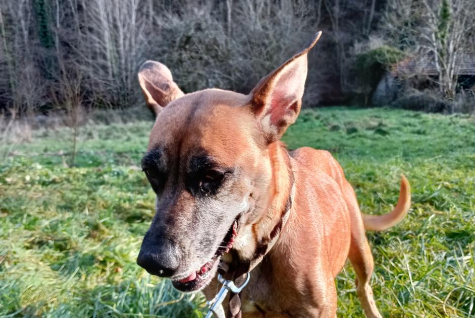 Discovery alert Dog miscegenation  Female Renaison France