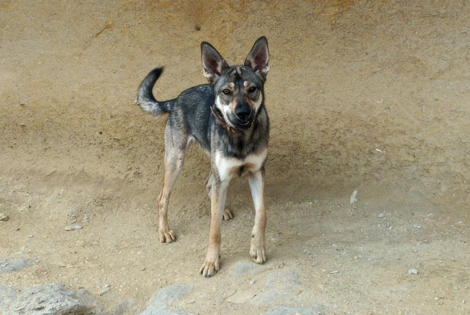 Disappearance alert Dog miscegenation  Female , 1 years Lanuéjols France