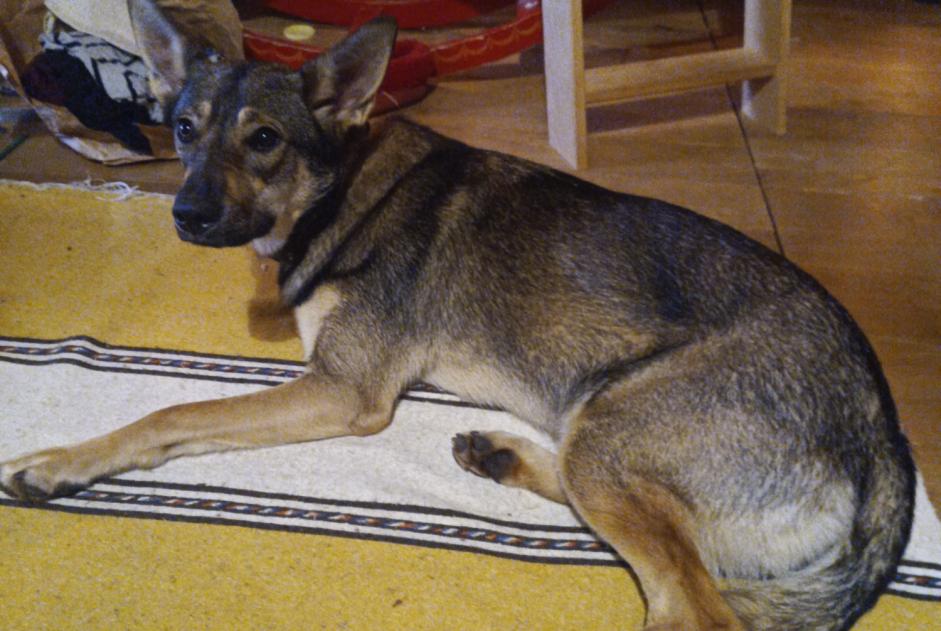 Disappearance alert Dog miscegenation  Female , 1 years Lanuéjols France