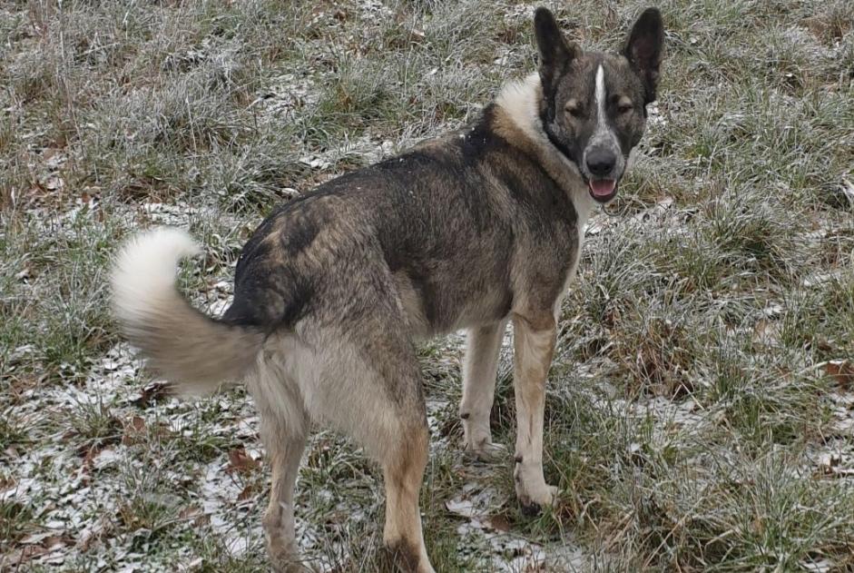 Alerta de Desaparición Perro cruce  Macho , 5 años Colombies Francia