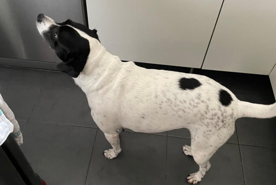 Alerta de Hallazgo Perro cruce  Hembra Issy-les-Moulineaux Francia