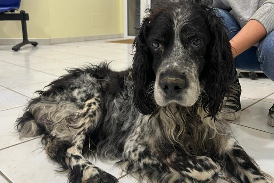 Alerta de Hallazgo Perro Macho Laffite-Toupière Francia