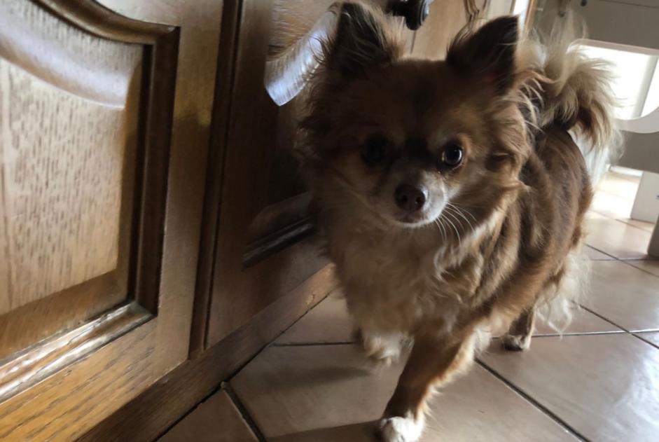 Alerta de Desaparición Perro  Hembra , 6 años Dijon Francia