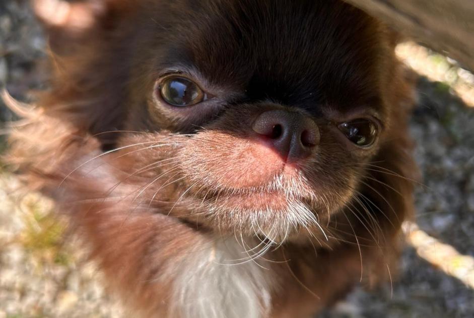 Alerta de Desaparición Perro cruce  Macho , 1 años Villiers-sur-Marne Francia