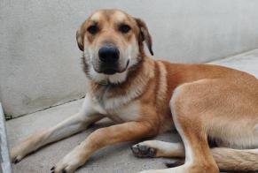 Alerta de Hallazgo Perro cruce  Macho , Entre 9 y 12 meses Vernouillet Francia