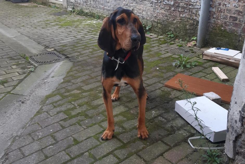 Alerta de Hallazgo Perro Desconocido Lille Francia