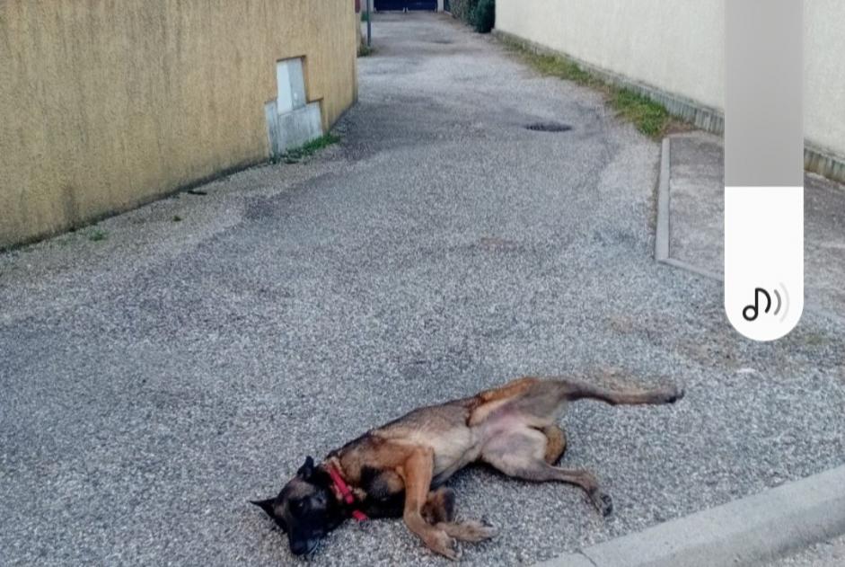 Alerta de Hallazgo Perro  Desconocido Montélimar Francia