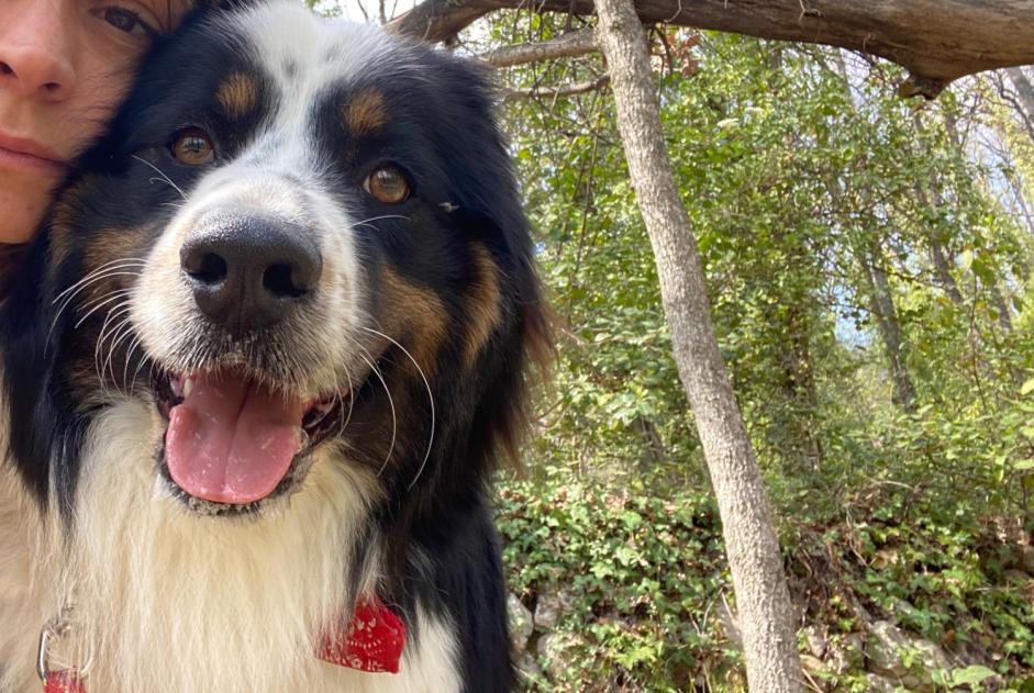 Alerta de Desaparición Perro  Macho , 2 años Tourrettes-sur-Loup Francia