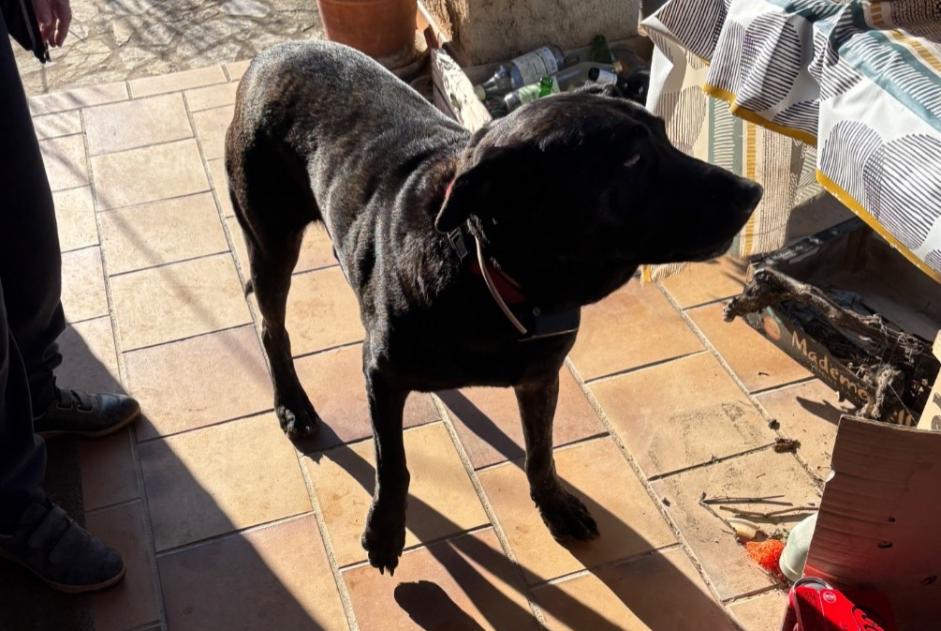 Alerta de Hallazgo Perro cruce  Desconocido Draguignan Francia