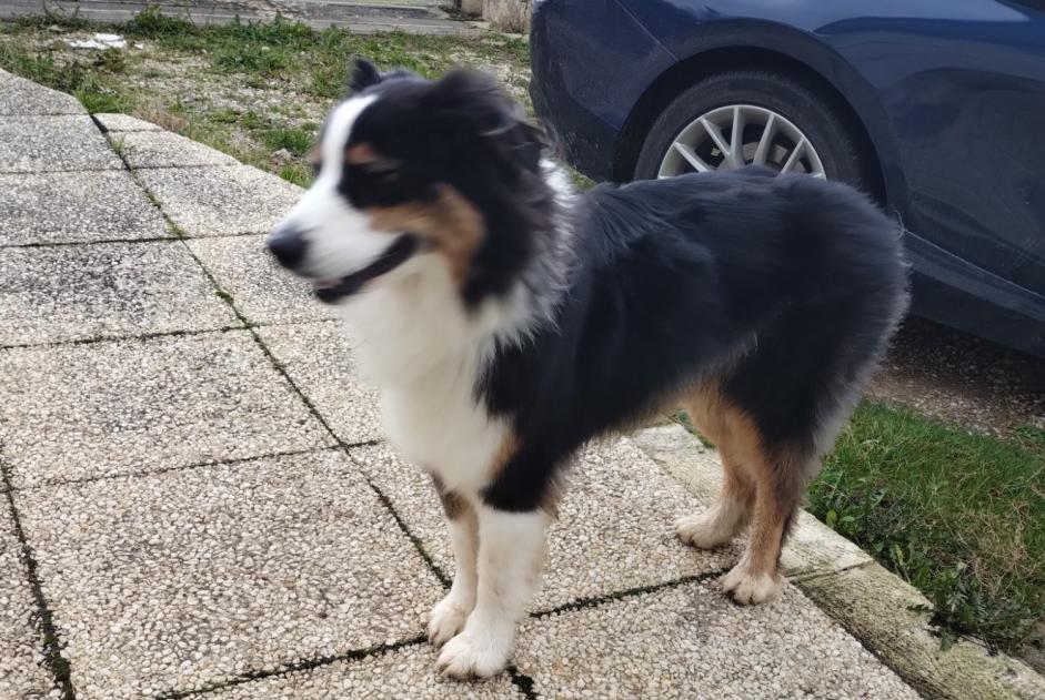 Alerta de Hallazgo Perro  Desconocido Blainville-sur-Orne Francia