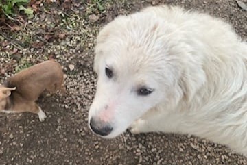 Alerta de Desaparición Perro  Hembra , 1 años Thollon-les-Mémises Francia