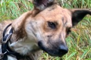 Alerta de Desaparición Perro cruce  Hembra , 2 años Châteauroux-les-Alpes Francia