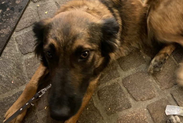 Alerta de Desaparición Perro cruce  Hembra , 2 años Châteauroux-les-Alpes Francia