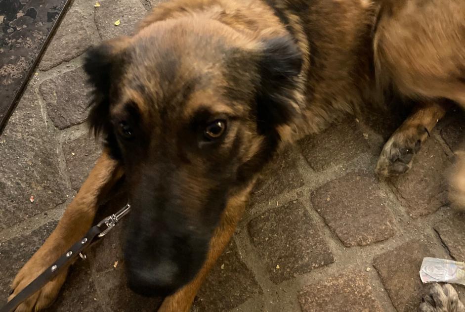 Alerta de Desaparición Perro cruce  Hembra , 3 años Châteauroux-les-Alpes Francia