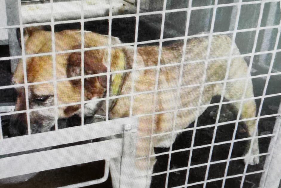 Alerta de Hallazgo Perro cruce  Hembra Crosville-la-Vieille Francia