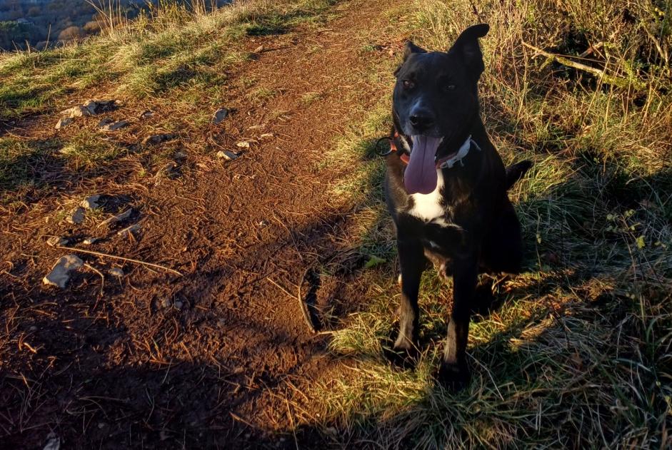 Alerta de Desaparición Perro cruce  Macho , 5 años Curienne Francia