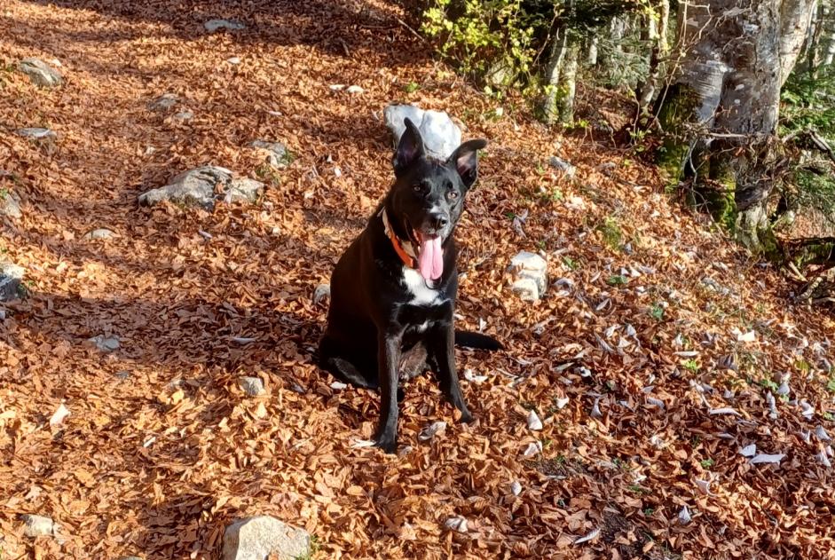 Alerta de Desaparición Perro cruce  Macho , 5 años Curienne Francia