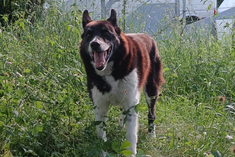 Alerta de Desaparición Perro cruce  Macho , 12 años Estadens Francia