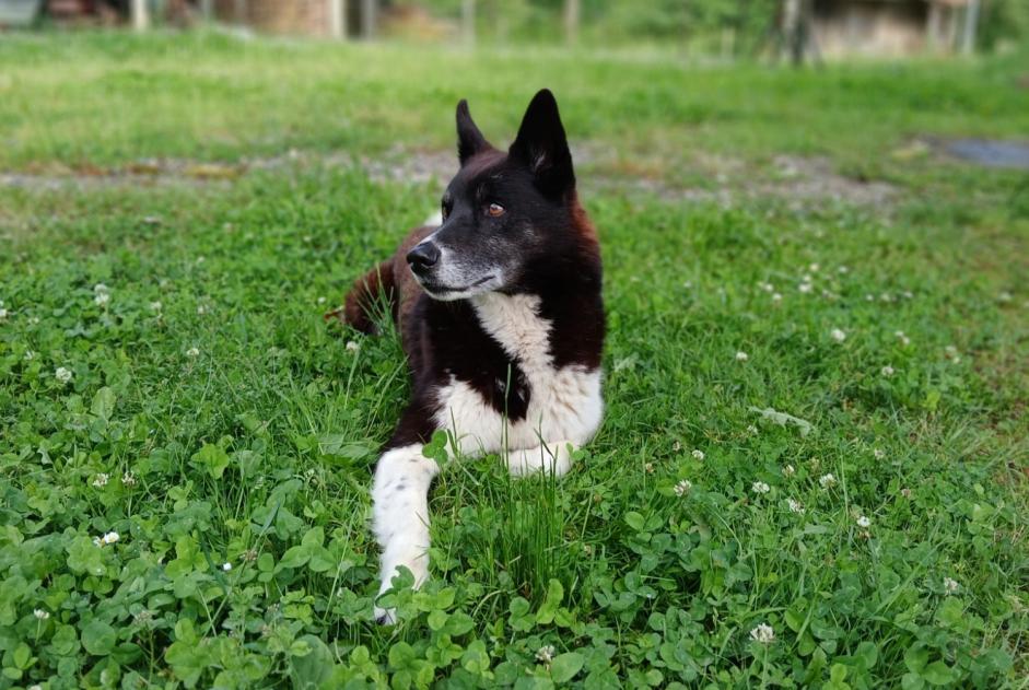 Alerta de Desaparición Perro cruce  Macho , 12 años Estadens Francia