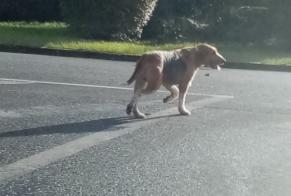 Alerta de Hallazgo Perro cruce  Desconocido Lussac-les-Châteaux Francia