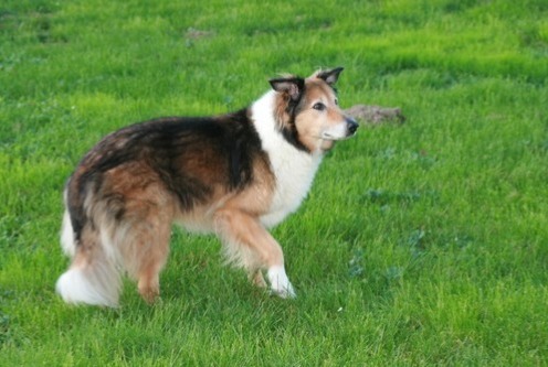 Alerta de Desaparición Perro cruce  Hembra , 15 años Colombier Francia