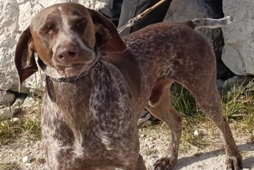 Alerta de Desaparición Perro cruce  Macho , 4 años Castet Francia