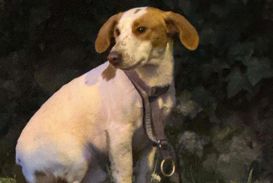 Alerta de Hallazgo Perro cruce  Macho Servon Francia