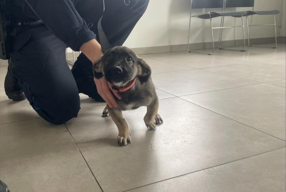 Alerta de Hallazgo Perro cruce  Macho , Entre 1 y 3 meses Louveciennes Francia