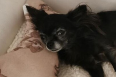 Alerte Disparition Chien  Femelle , 7 ans Carcès France