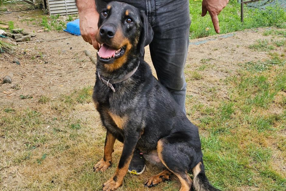 Alerte Découverte Chien  Mâle Saint-Denis-sur-Sarthon France