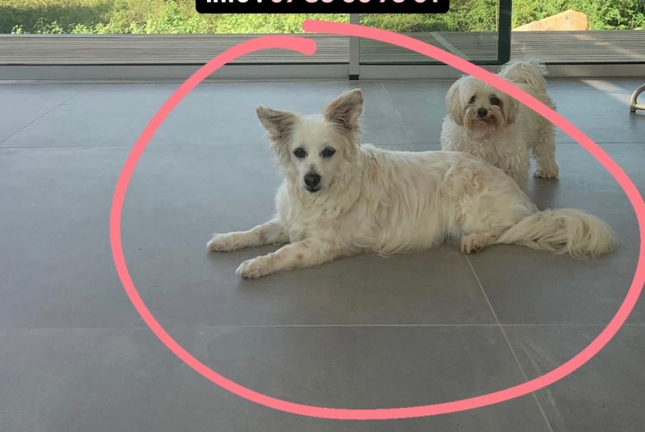 Alerte Disparition Chien croisement  Femelle , 14 ans Bonifacio France