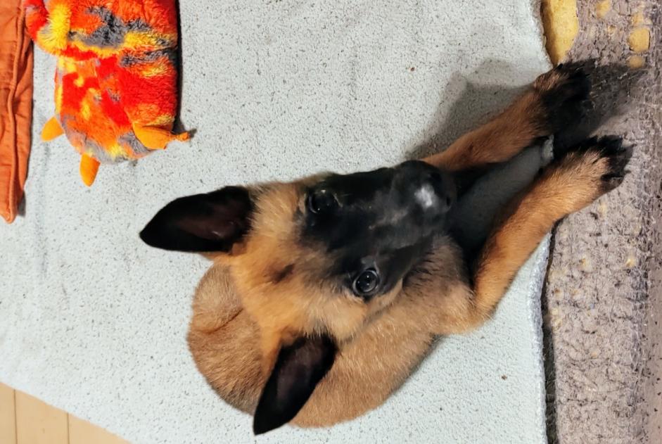 Alerte Découverte Chien croisement  Mâle Castelginest France