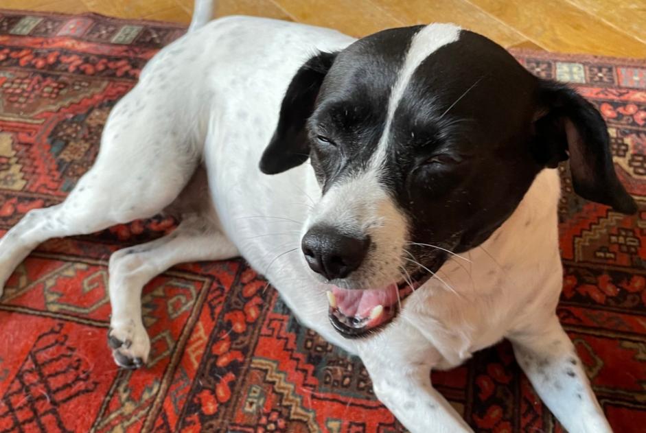 Alerte Découverte Chien croisement  Femelle Issy-les-Moulineaux France