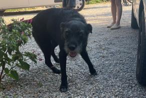 Alerte Disparition Chien croisement  Mâle , 7 ans Viols-le-Fort France