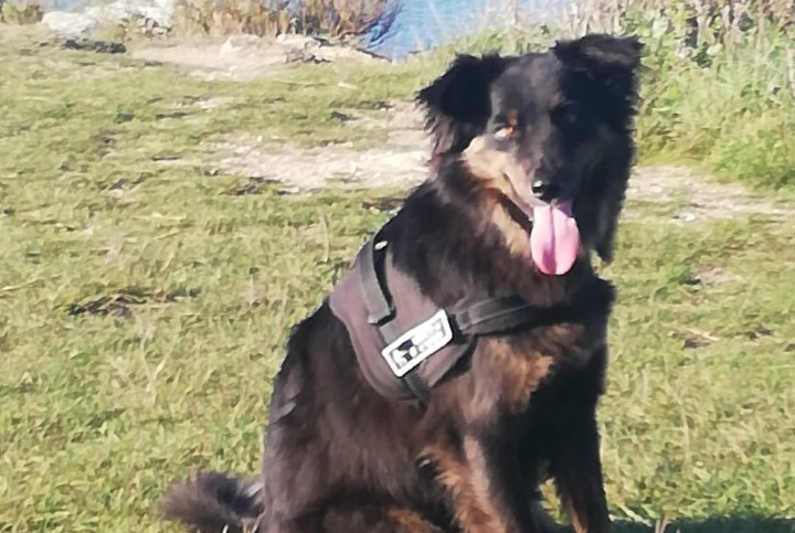 Alerte Disparition Chien croisement  Mâle , 3 ans Languidic France