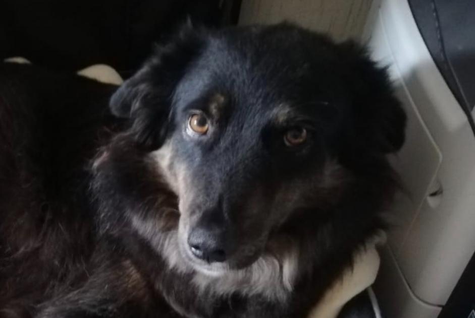 Alerte Disparition Chien croisement  Mâle , 3 ans Languidic France