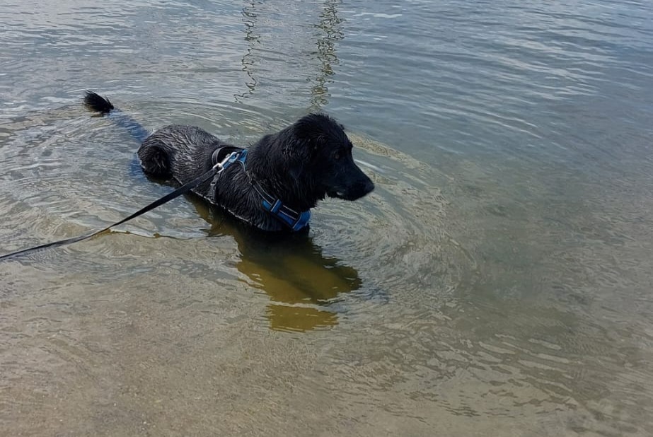 Alerte Disparition Chien  Femelle , 3 ans Beaune France