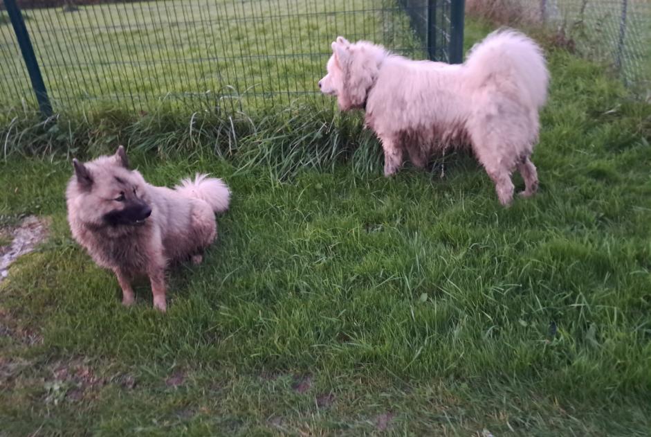 Alerte Découverte Chien Inconnu La Chapelle-sur-Chézy France