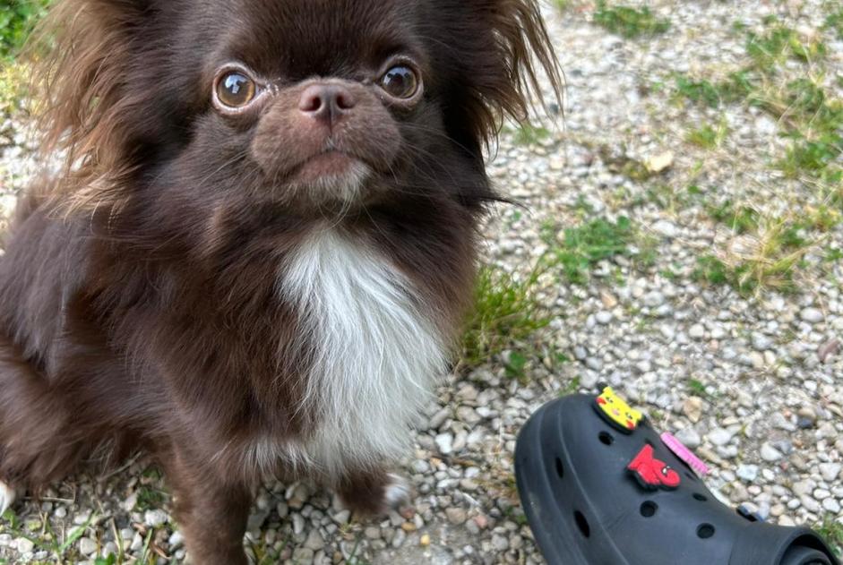 Alerte Disparition Chien croisement  Mâle , 1 ans Villiers-sur-Marne France