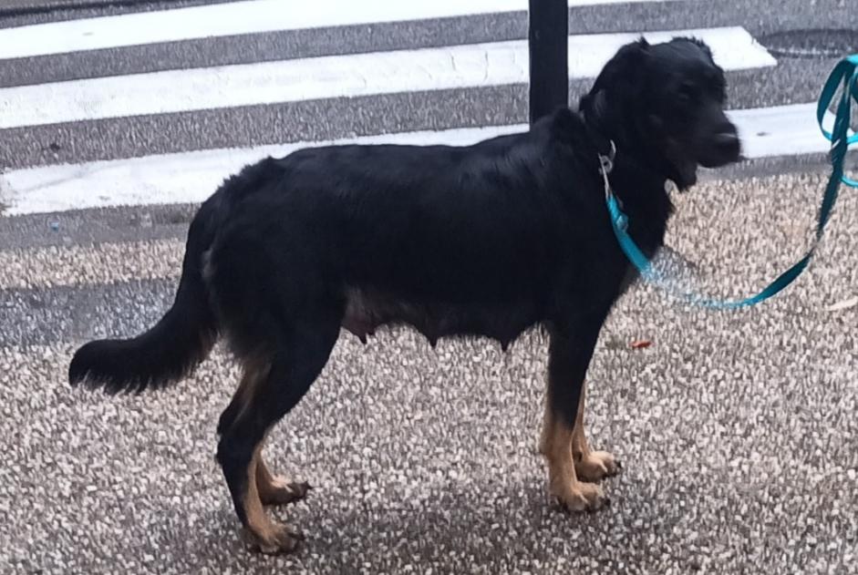 Alerte Disparition Chien croisement  Femelle , 2 ans Nîmes France