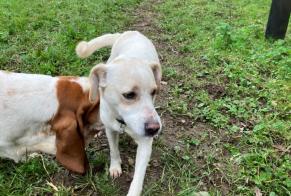 Alerte Découverte Chien croisement  Mâle Dirinon France