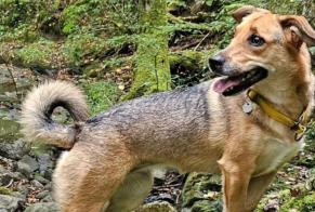 Alerte Disparition Chien croisement  Femelle , 3 ans Le Kremlin-Bicêtre France