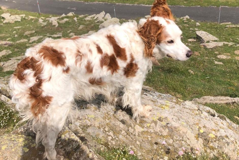 Alerte Disparition Chien  Mâle , 15 ans Ponteilla France