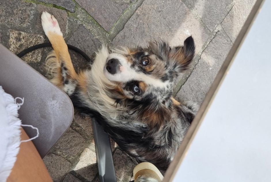 Alerte Disparition Chien  Mâle , 6 ans Bayonne France