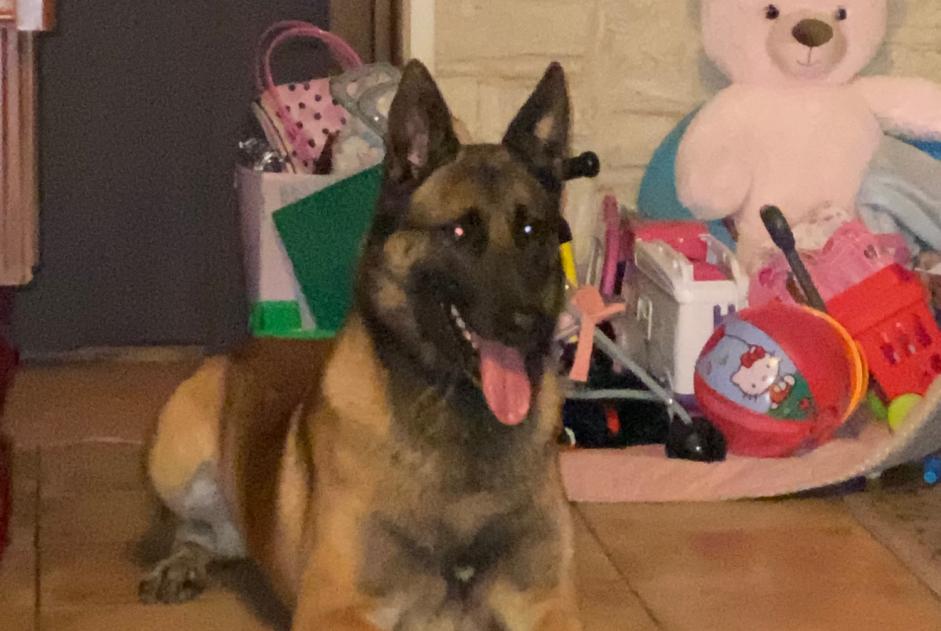 Alerte Disparition Chien  Mâle , 5 ans Rouvres France