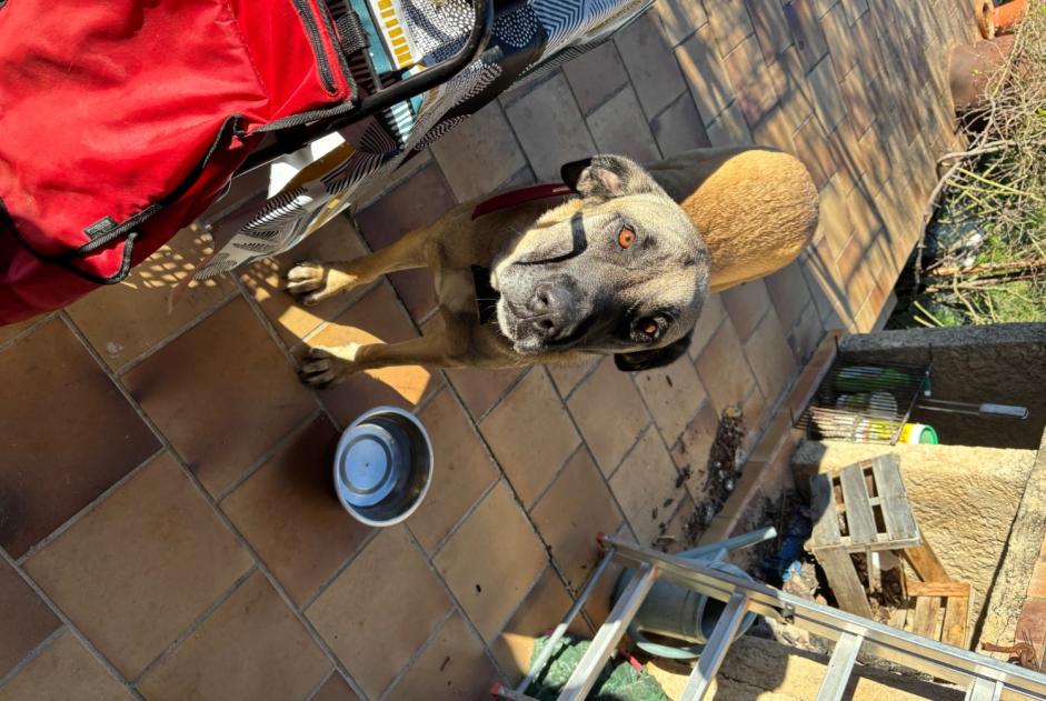 Alerte Découverte Chien croisement  Inconnu Draguignan France