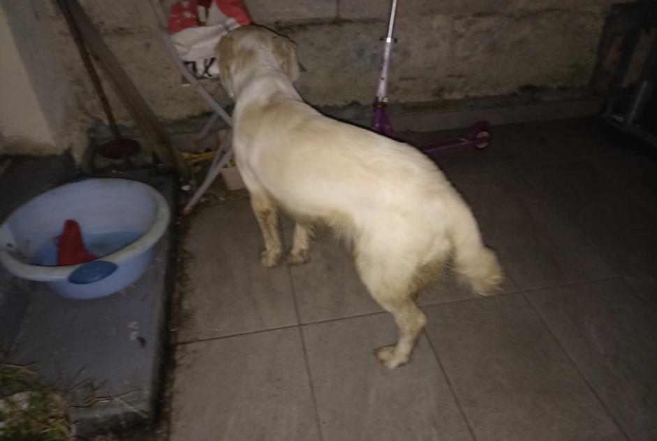 Alerte Découverte Chien croisement  Mâle Savignac-de-l'Isle France