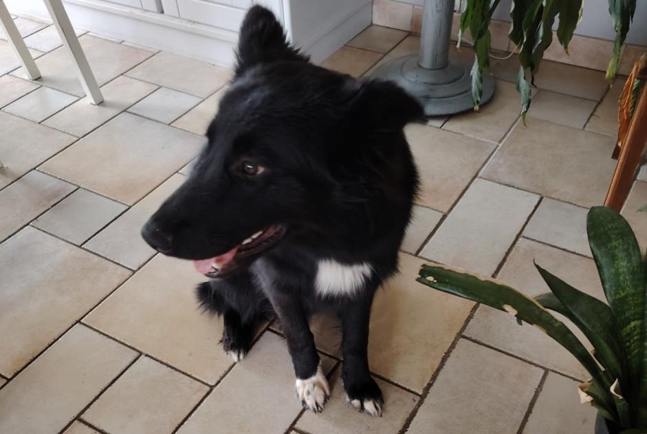 Alerte Découverte Chien croisement  Mâle Cavignac France